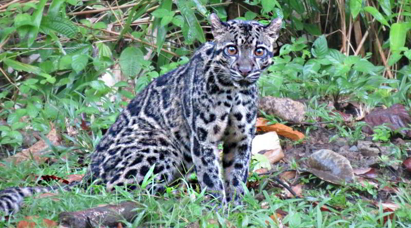 Clouded Leopard © Tabin Wildlife Resort