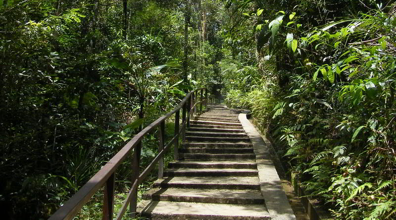 Waldweg Kinabalu Nationalpark © ABT