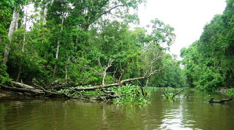 Kinabatangan River