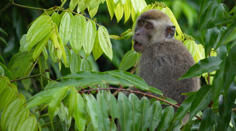 Macaque in Borneo © Rima Suharkat