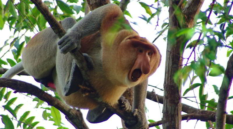 Nasenaffe in Borneo