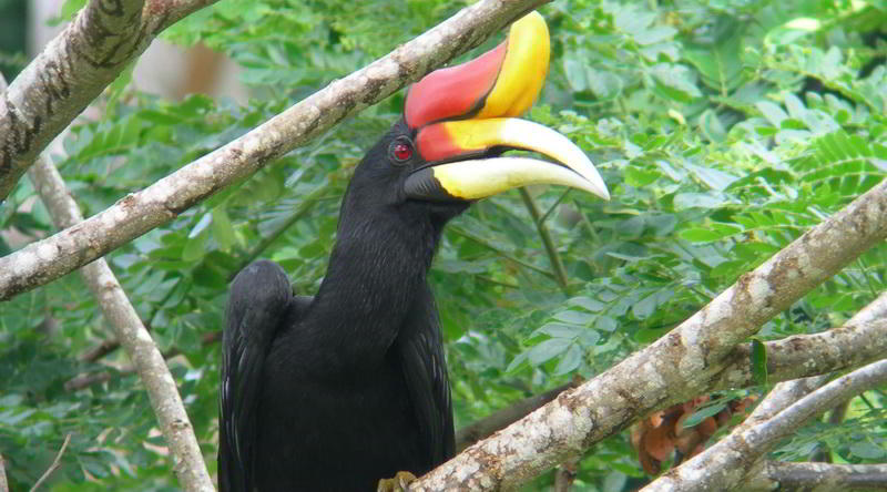 Hornbill © Tabin Wildlife Resort