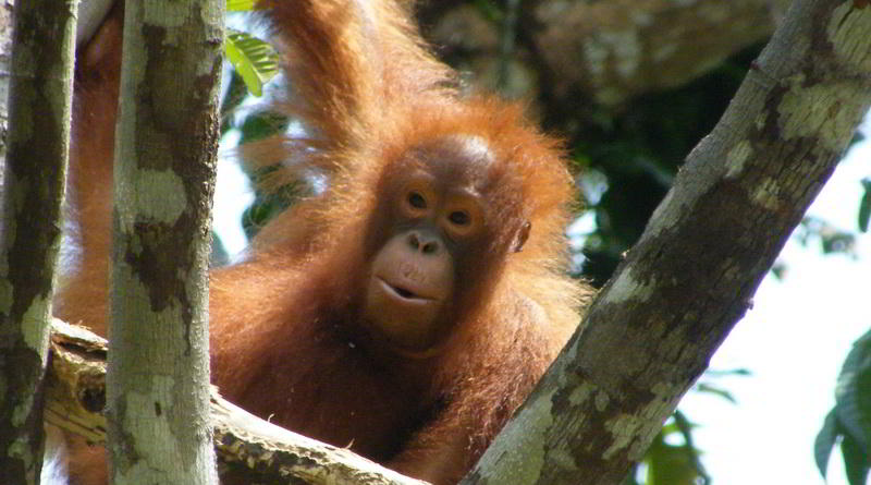 Orang-Utan Borneo