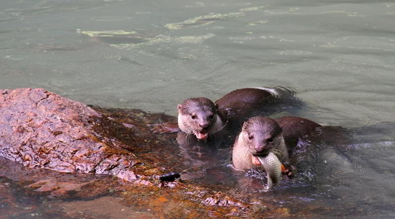 Fischotter © Tabin Wildlife Resort