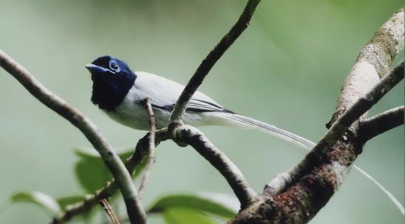 Indian paradise flycatcher © Tabin Wildlife Resort