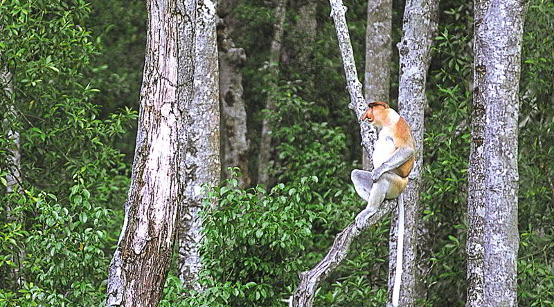 Nasenaffe © Davis Kirkland, Sabah Tourism Board