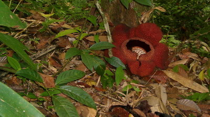 Rafflesia © ABT