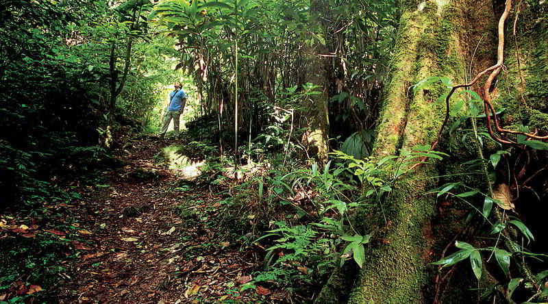 Regenwald in Sabah © David Kirkland, Sabah Tourism