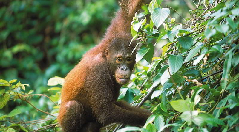 Kleiner Orang Utan in Sepilok © David Kirkland, Sabah Tourism