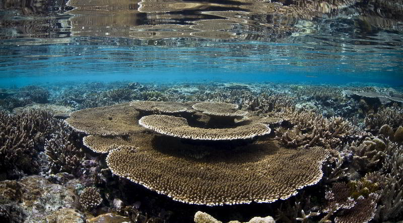 Unterwasserwelt in Raja Ampat © Ethan Daniels
