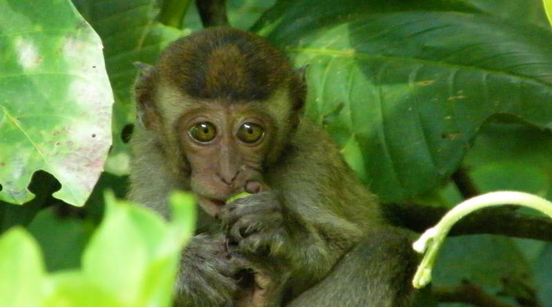 Macaque, Borneo © Sarawak Tourism Board