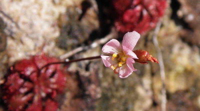 Drosera, Bako National Park © Rima Suharkat