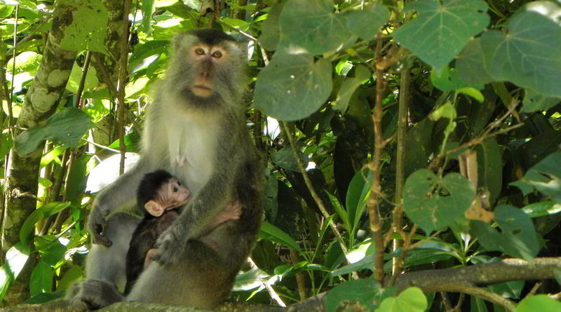 Macaques at Bako National Park © Rima Suharkat