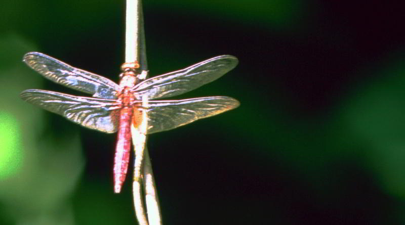 Libelle © Sarawak Tourism Board