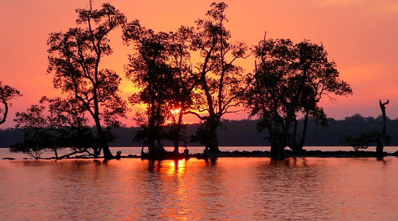 Sonnenuntergang in den Mangroven