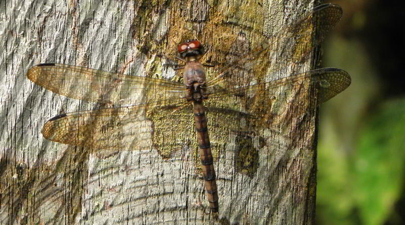 Dragonfly in Mulu © Rima Suharkat