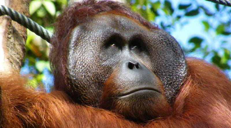 Orang Utan Borneo © ABT