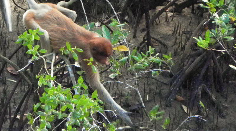 Proboscis monkey, Bako National Park © Rima Suharkat