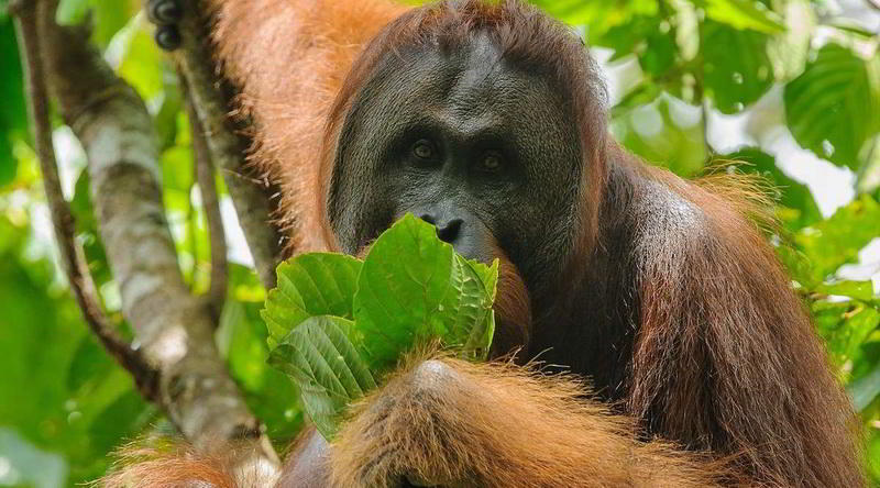 Orang Utan Borneo © Red Ape Trail