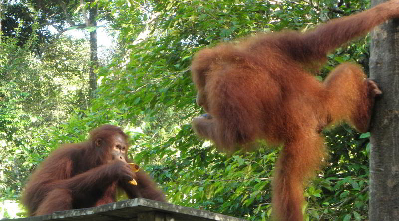 Orang Utan in Semenggoh © Rima Suharkat