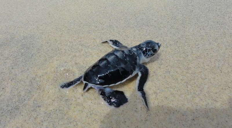 Sea Turtle