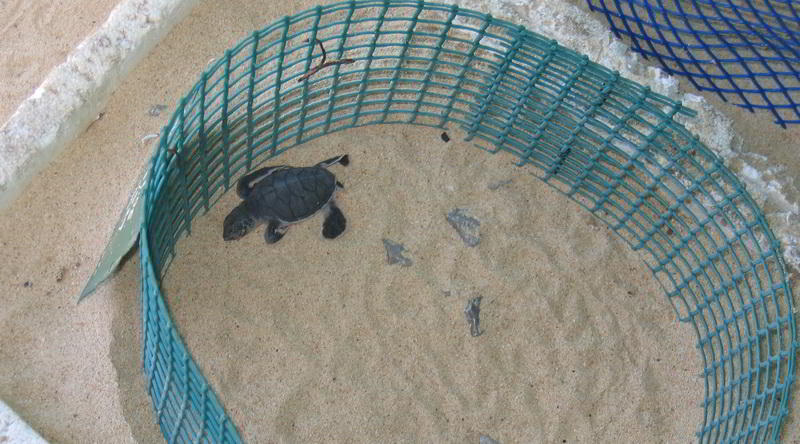 Turtle Hatching Talang-Talang Besar