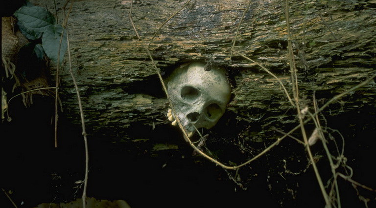 Tree Tomb Tana Toraja