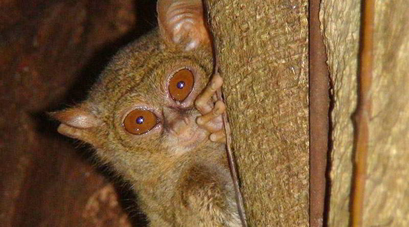 Koboldmaki (Tarsius tarsier) © Lembeh Resort