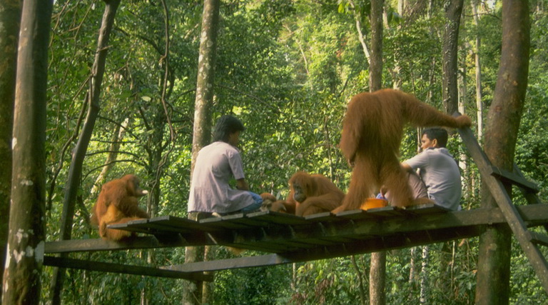 Orangutans in Sumatra