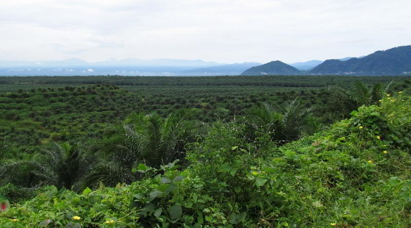 Palm Oil Plantation Sumatra © Rima Suharkat