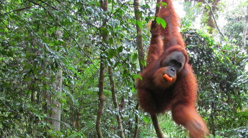 Orang-Utan in Nordsumatra © Rima Suharkat