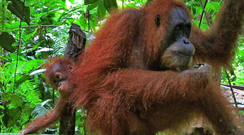 Orang-Utan Sumatra © Rima Suharkat