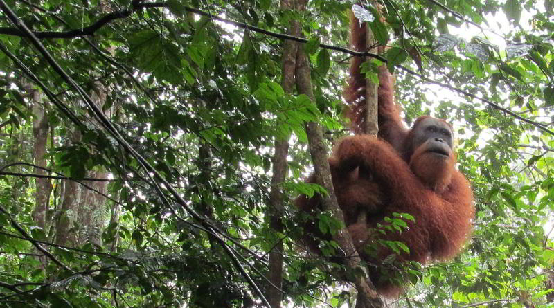 Orang-Utan in Bohorok/Bukitlawang