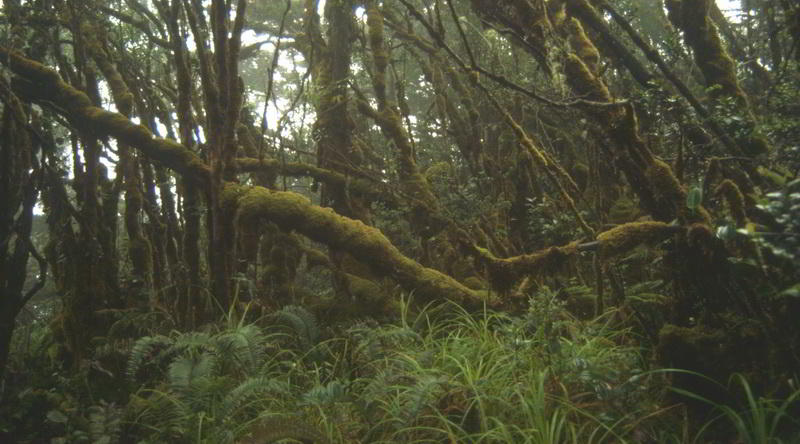 Rainforest in Sumatra