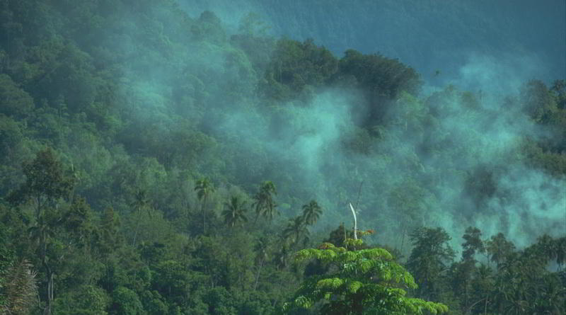 Regenwald in Sumatra