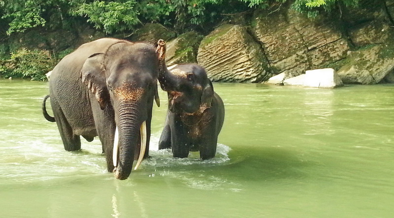 Elefant in Tangkahan © Rima Suharkat