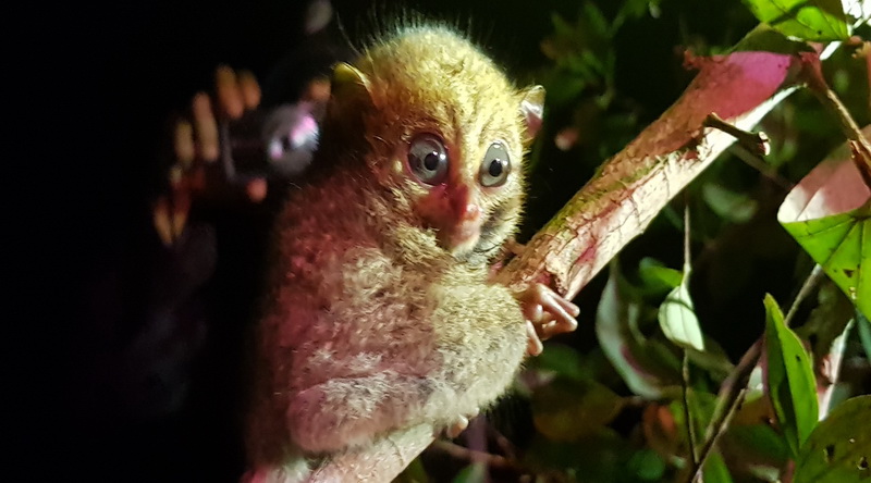 Tarsius Belitung © Rima Suharkat