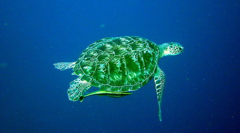 Turtle © Siladen Resort